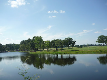 Lake View with Trees